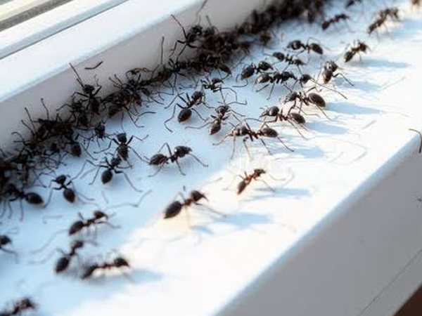 Ant Control